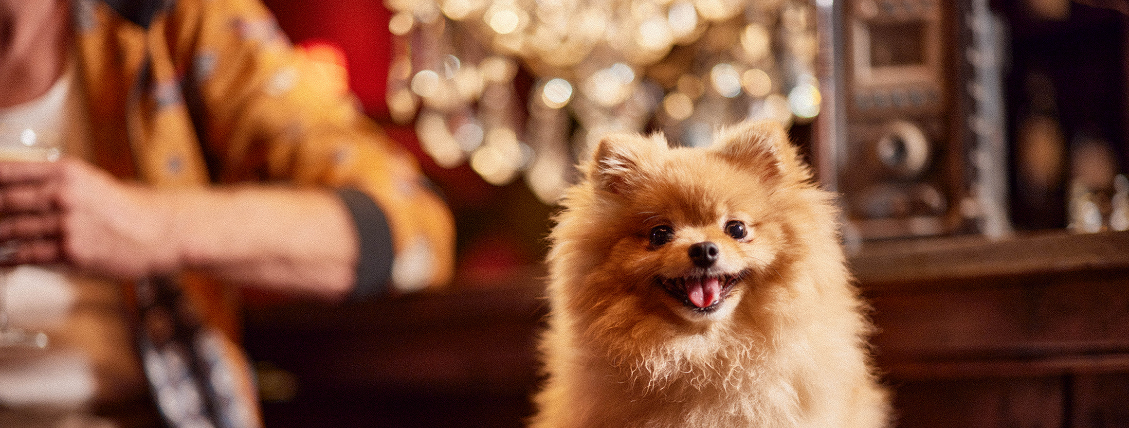 Header Expertises hondje DEF